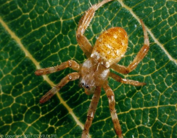 St. Andrews Cross Spider | Argiope keyserlingi photo