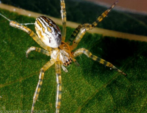 Dome Web Spider | Cyrtophora moluccensis photo