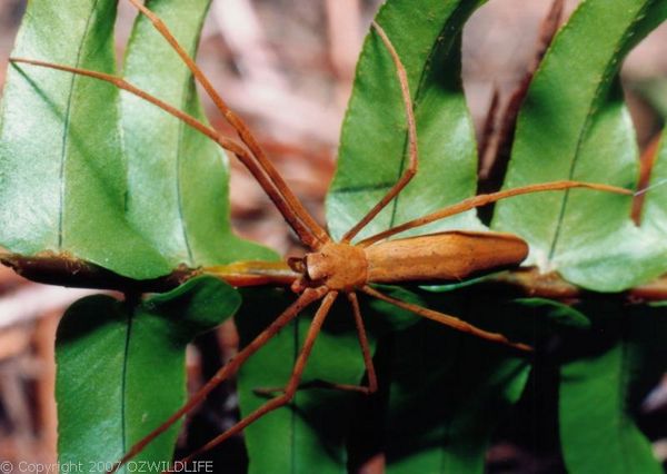 Net-casting Spider | Deinopis subrufa photo