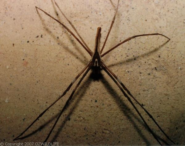 Net-casting Spider | Deinopis subrufa photo