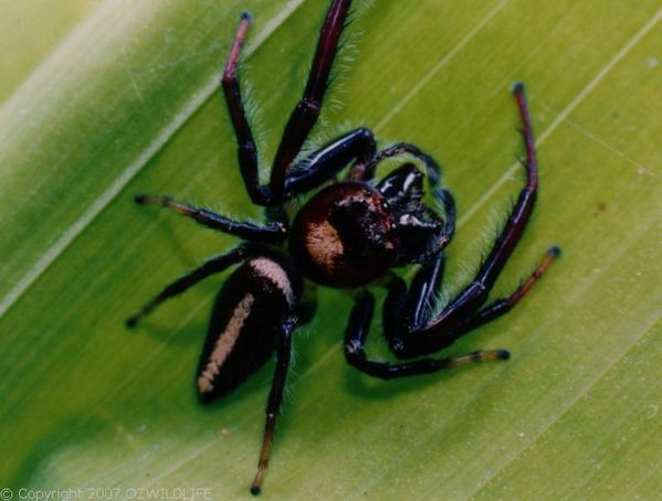 Biting Jumping Spider | Opisthoncus mordax photo