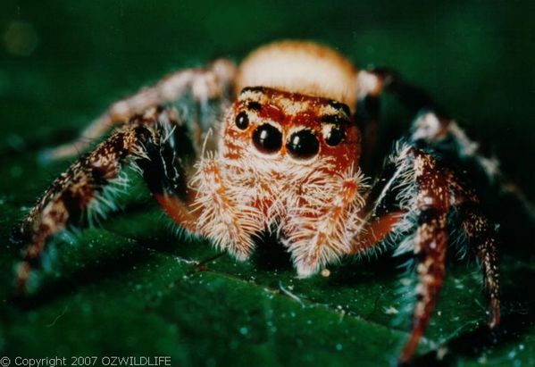 Jumping Spider | Opisthoncus sp photo