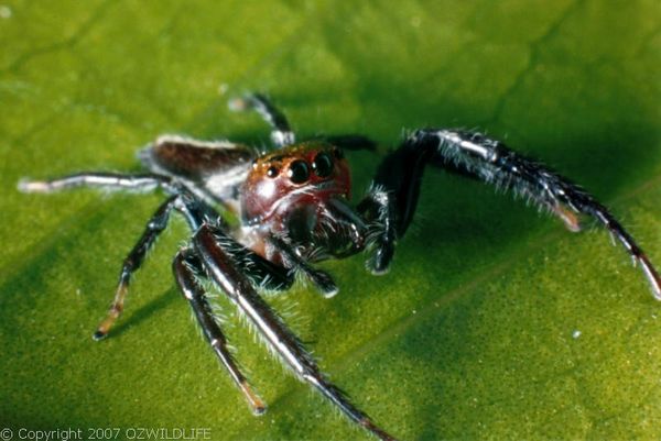 Biting Jumping Spider | Opisthoncus mordax photo