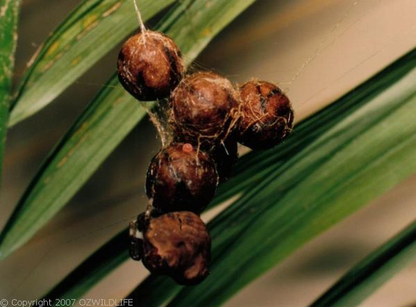 Bird Dropping Spider | Celaenia excavata photo