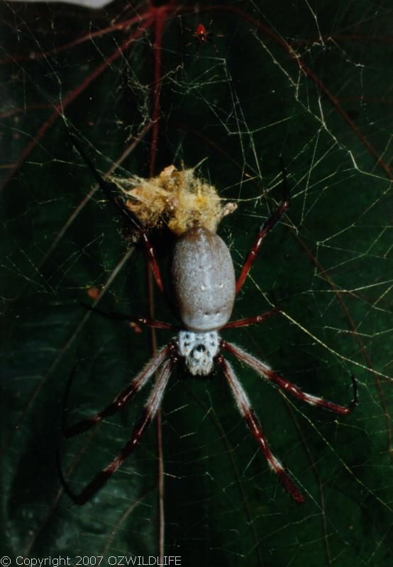 Golden Orb Weaver Spider | Nephila edulis photo