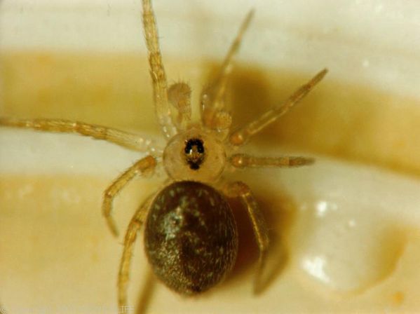 Wall Spider | Oecobius sp photo