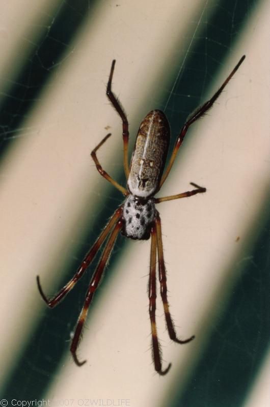 Golden Orb Weaver Spider | Nephila edulis photo