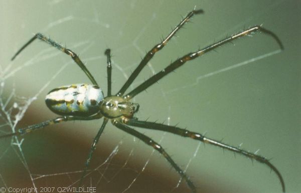 Silver Orb Weaver Spider | Leucauge sp photo