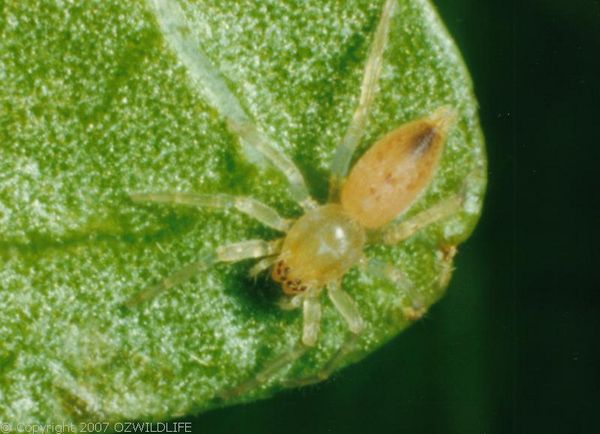 Sac Spider | Clubiona sp photo