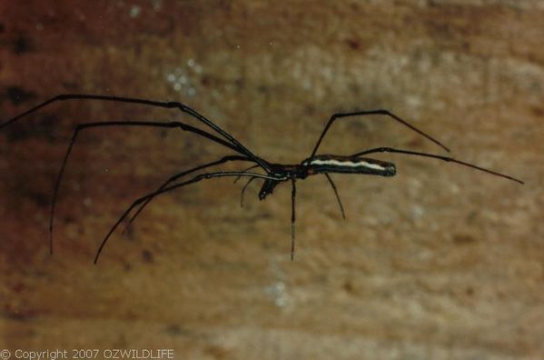 Long Jawed Spider | Tetragnatha sp photo