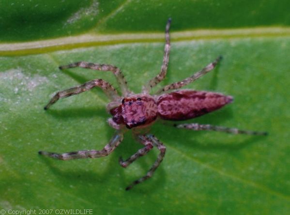 Bronze Jumping Spider | Helpis sp photo