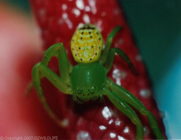 Flower Spider | Diaea sp photo