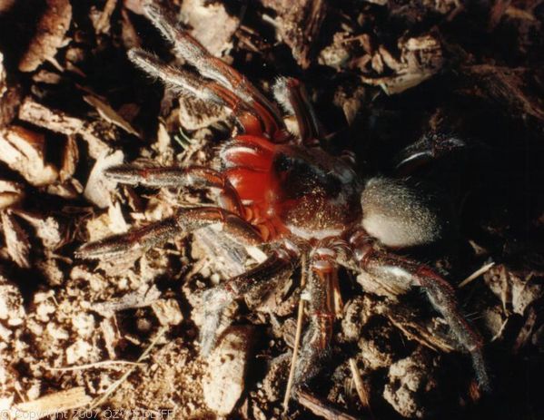 Golden Trapdoor Spider | Arbanitis sp photo