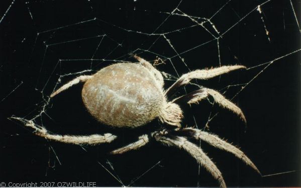 Garden Orb Weaver Spider | Eriophora transmarina photo