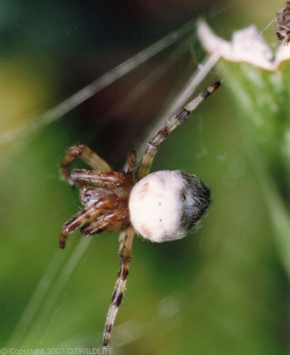 Tent Web Spider | Cyrtophora hirta photo