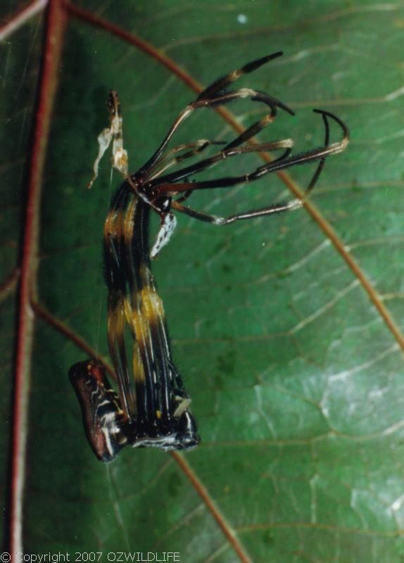 Golden Orb Weaver Spider | Nephila edulis photo