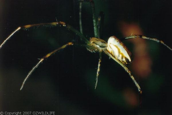 Silver Orb Weaver Spider | Leucauge sp photo