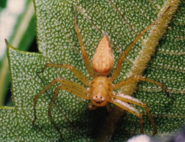 Lynx Spider | Oxyopes sp photo