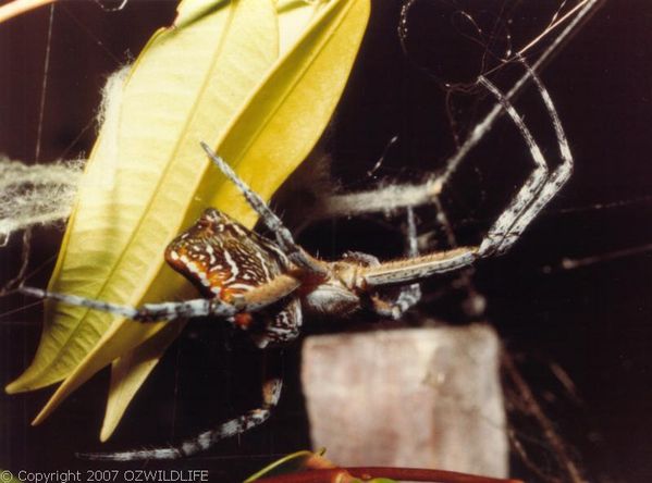 Dome Web Spider | Cyrtophora moluccensis photo