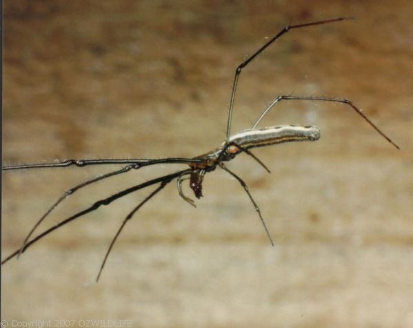 Long Jawed Spider | Tetragnatha sp photo