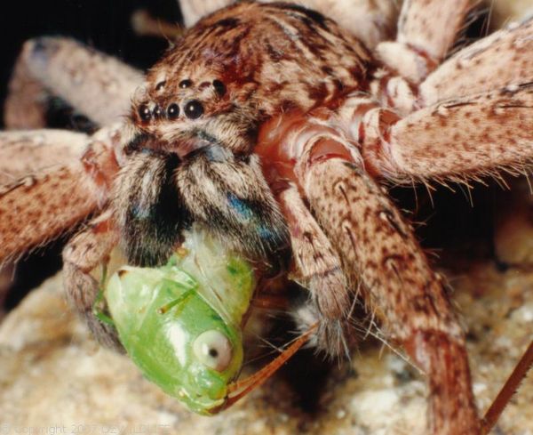 Brown Huntsman Spider | Heteropoda jugulans photo