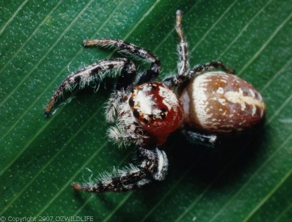 Jumping Spider | Opisthoncus sp photo