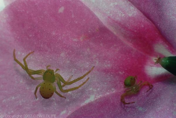 Flower Spider | Diaea sp photo