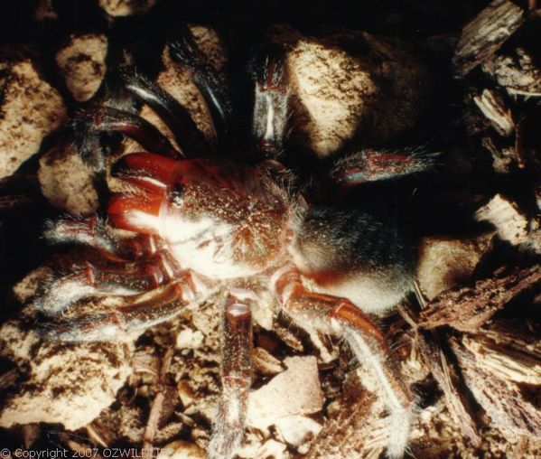 Golden Trapdoor Spider | Arbanitis sp photo