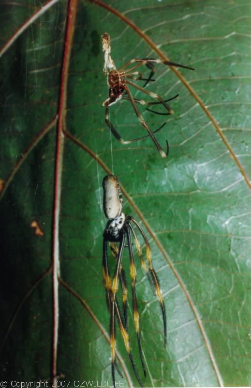 Golden Orb Weaver Spider | Nephila edulis photo