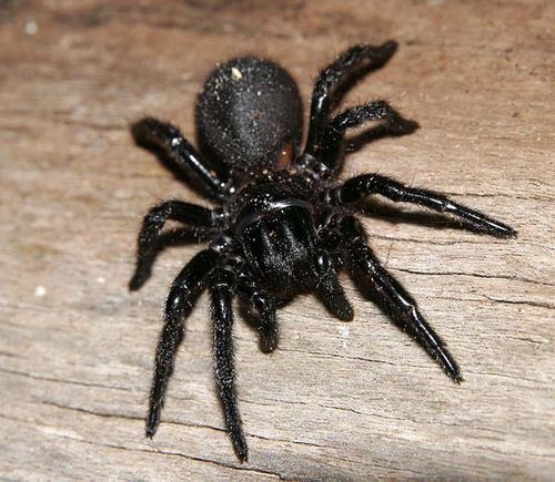 Victorian Funnel-web Spider | Hadronyche modesta photo