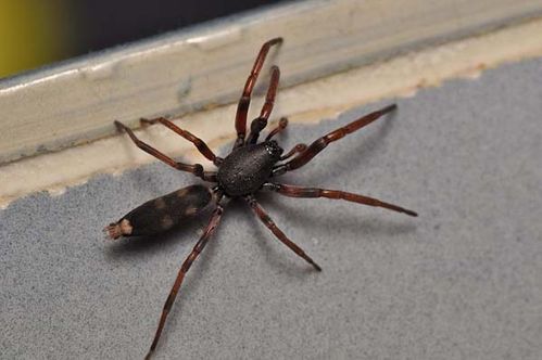 White-tailed spider | Lampona cylindrata photo