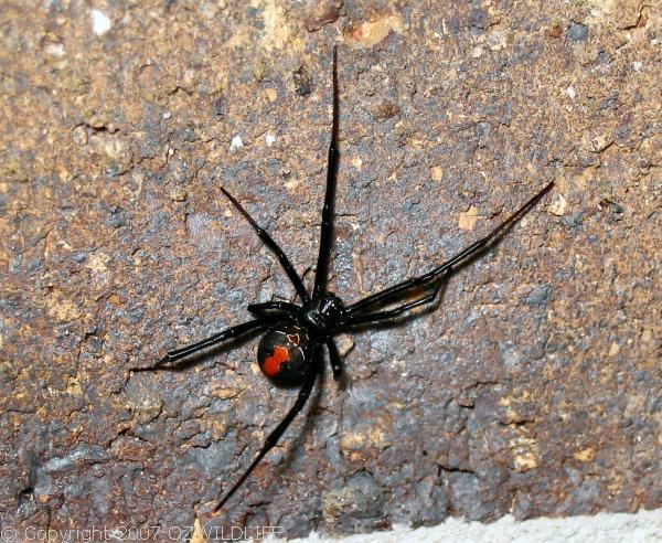Redback Spider | Latrodectus hasselti photo