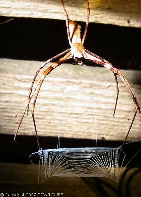 Net-casting Spider | Deinopis subrufa photo