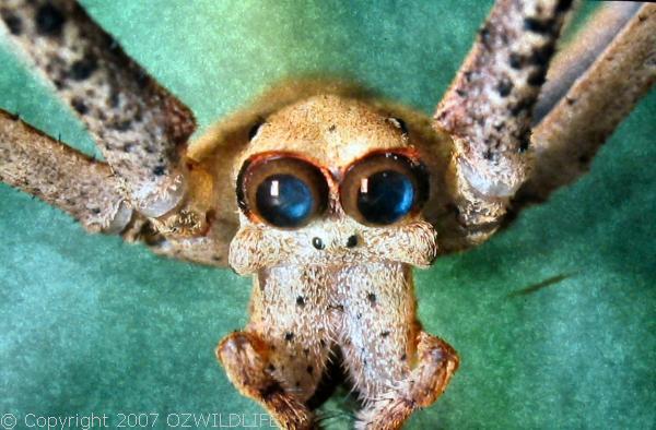 Net-casting Spider | Deinopis subrufa photo