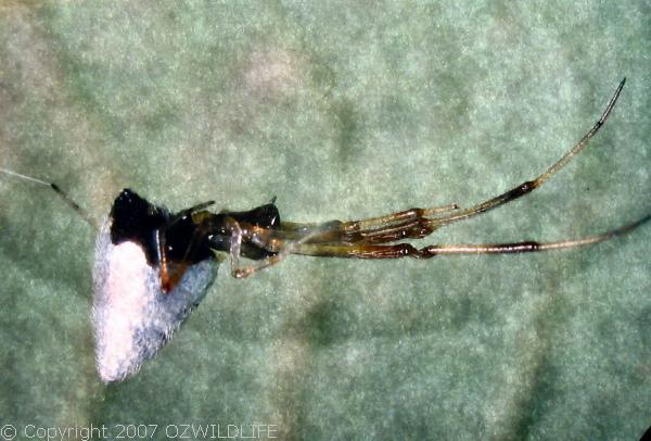 Dew Drop Spider | Argyrodes antipodianus photo