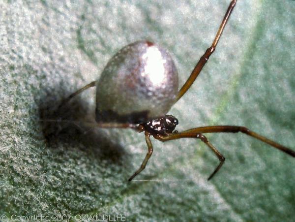 Dew Drop Spider | Argyrodes antipodianus photo