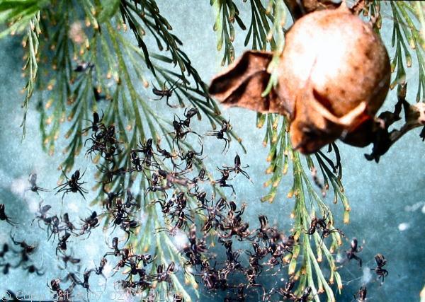 Net-casting Spider | Deinopis subrufa photo