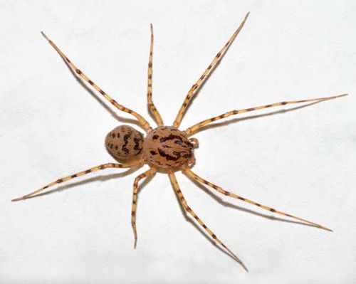 Spitting Spider | Scytodes thoracica photo