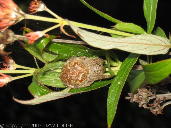 Garden Orb Weaver Spider | Eriophora sp photo