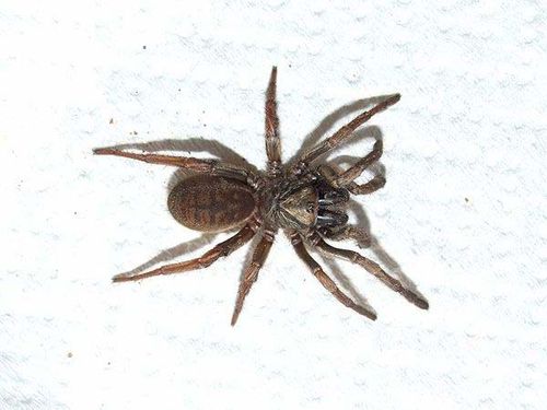 Sydney Brown Trapdoor Spider | Misgolas rapax photo
