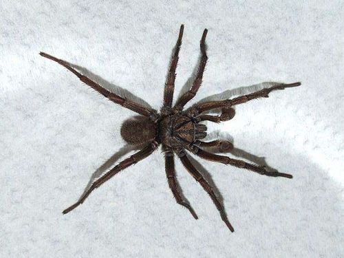 Sydney Brown Trapdoor Spider | Misgolas rapax photo