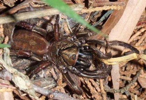 Sydney Brown Trapdoor Spider | Misgolas rapax photo