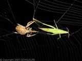 Garden Orb Weaver Spider