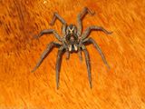 Wolf Spider