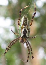 Enamelled Spider