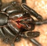 Black Wishbone Spider