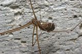 Daddy Long Legs Spider