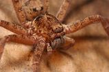 Brown Huntsman Spider