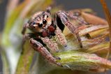 Jumping Spider