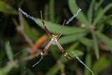 St. Andrews Cross Spider